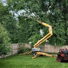 Mount Prospect, IL Tree Care  Company